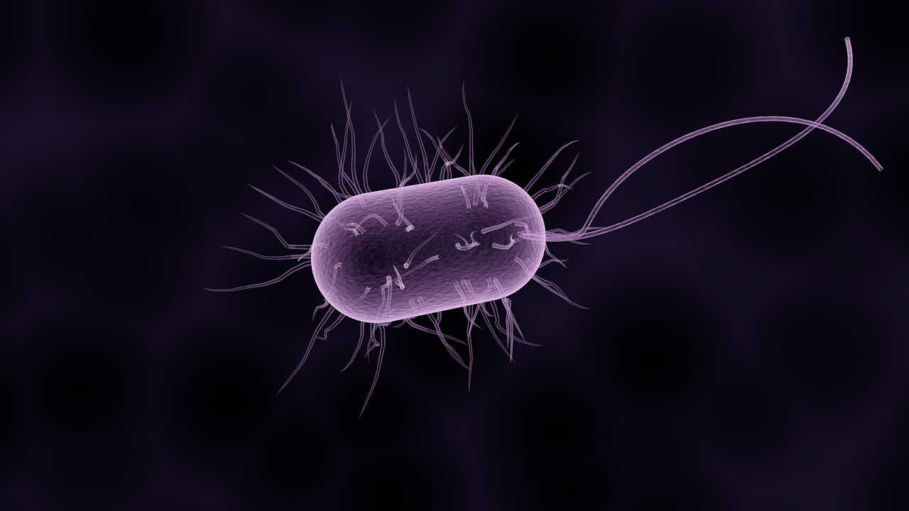 bacteria, bacterium, microbiology