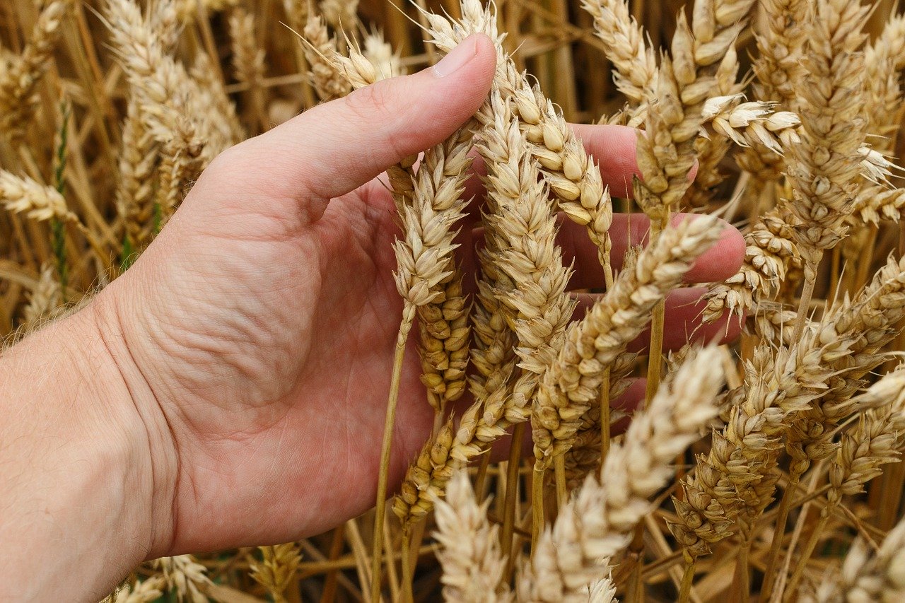 wheat, grain, crops